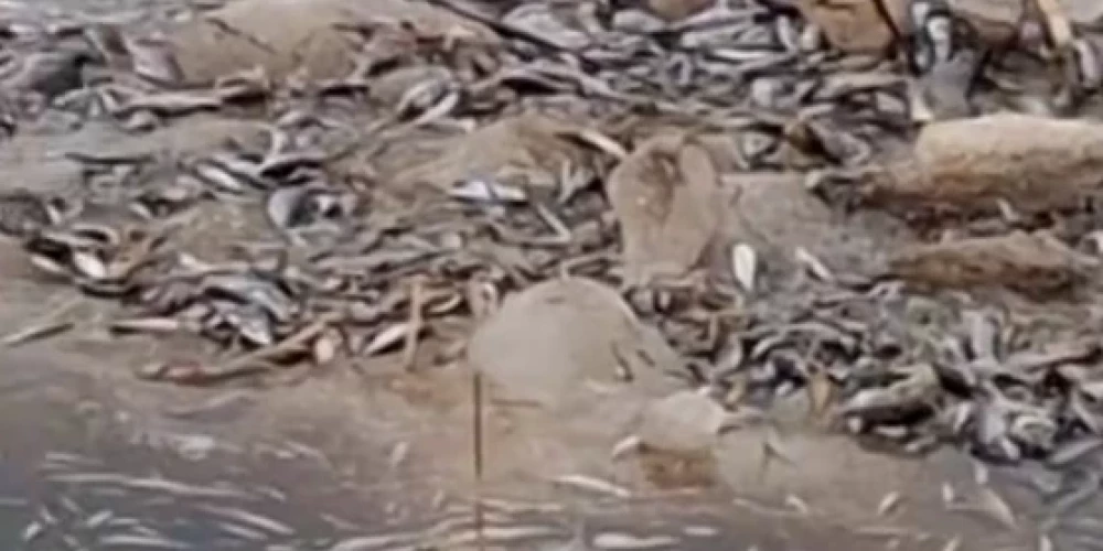 Kaņiera ezers ir starptautiski nozīmīgs mitrājs, kā arī putnu un īpaši aizsargājamo augu sugu ziņā viens no bagātākajiem ezeriem Latvijā. Kaņierī ir ļoti daudz ūdensputnu. Ezers iekļauts Ķemeru Nacionālā parka sastāvā.