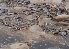 Kaņiera ezers ir starptautiski nozīmīgs mitrājs, kā arī putnu un īpaši aizsargājamo augu sugu ziņā viens no bagātākajiem ezeriem Latvijā. Kaņierī ir ļoti daudz ūdensputnu. Ezers iekļauts Ķemeru Nacionālā parka sastāvā.