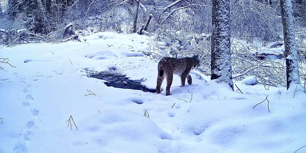 Sedas purva kameras iemūžinājušas vēl vienu ainiņu no meža dzīvnieku ikdienas.