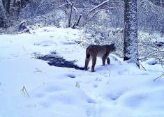 VIDEO: ainiņa no meža dzīvnieku ikdienas — šoreiz galvenajā lomā lūsis