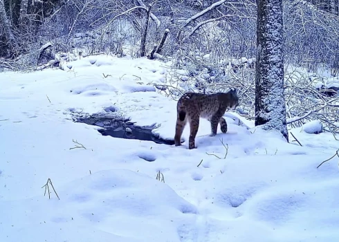Sedas purva kameras iemūžinājušas vēl vienu ainiņu no meža dzīvnieku ikdienas.