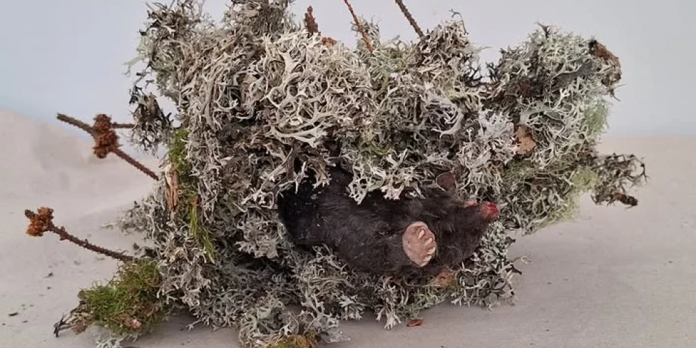 Igaunijā koka galotnē atrasts neparasts atradums. 