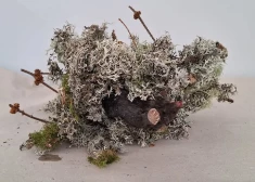 Valgas apriņķī koka galotnē atrasts neparasts atradums – ķērpjos ietīts miris kurmis