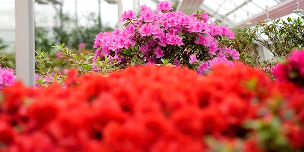 Такую красоту можно увидеть только раз в год.