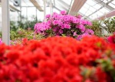 В Ботаническом саду ЛУ массово зацвели уникальные растения. Когда можно посмотреть?