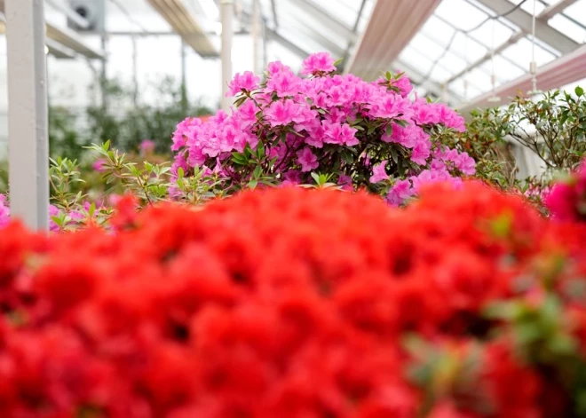 В Ботаническом саду ЛУ массово зацвели уникальные растения. Когда можно посмотреть?