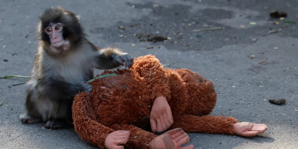 Mazā pērtiķēna Panča stāsts aizkustināja miljonus visā pasaulē.