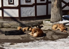 Sestdien gaiss iesils līdz +7 grādiem