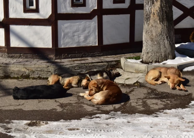 Sestdien gaiss iesils līdz +7 grādiem