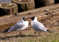 Trijās novērojumu stacijās pārspēts 7. marta siltuma rekords