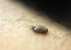 SPKC brīdina: līdz ar siltāku laiku Latvijā drīz aktivizēsies ērces