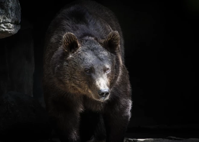 Медведи проснулись и могут быть в плохом настроении: что должны знать жители Латвии перед походом в лес