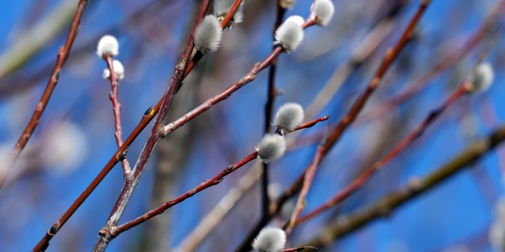 Иллюстративное фото.