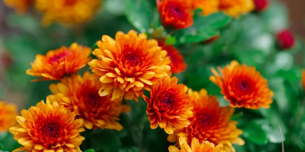 Латвия вывезла в Россию хризантемы на 9,5 миллиона евро, пока местные цветоводы жалуются на убытки.