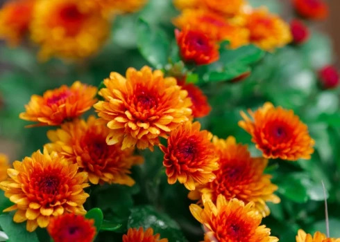 Латвия вывезла в Россию хризантемы на 9,5 миллиона евро, пока местные цветоводы жалуются на убытки.