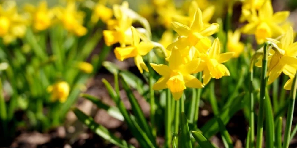 Pārspēti pieci 8. marta siltuma rekordi.