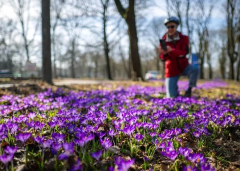 Sinoptiķi sola, ka Latvijā turpināsies pavasarīgi silts laiks.