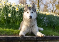 Šonedēļ būs daudz emociju un maz loģikas - horoskops visām zodiaka zīmēm no 9.03. līdz 15.03.