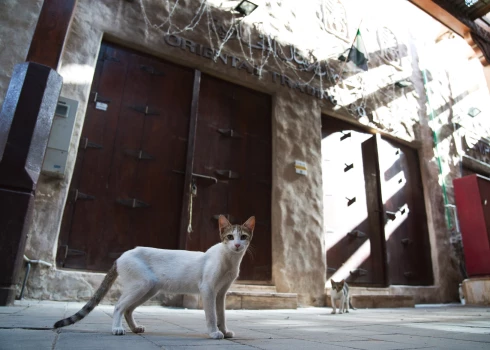 Bailēs no kara cilvēki steidz atbrīvoties no mājdzīvniekiem.