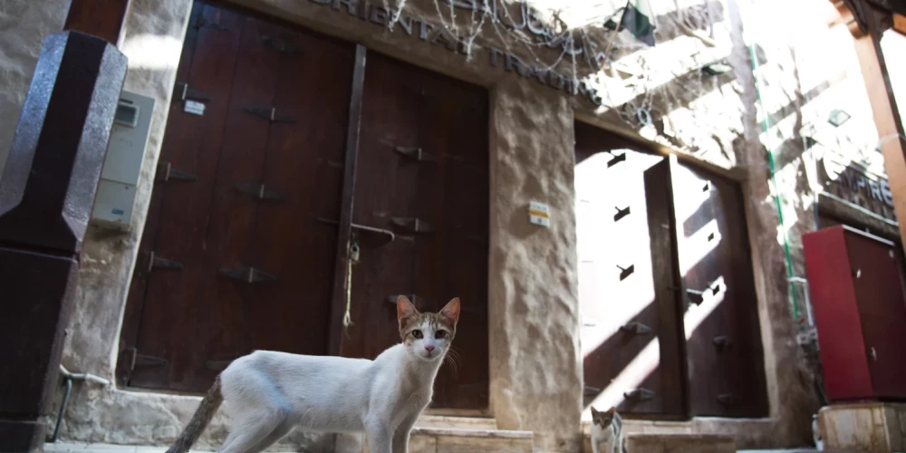 Хозяева бегут — питомцев бросают!