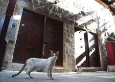 В страхе перед неизвестностью: в Дубае владельцы массово усыпляют своих домашних животных