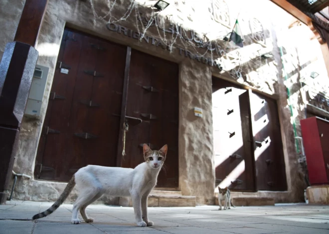 В страхе перед неизвестностью: в Дубае владельцы массово усыпляют своих домашних животных