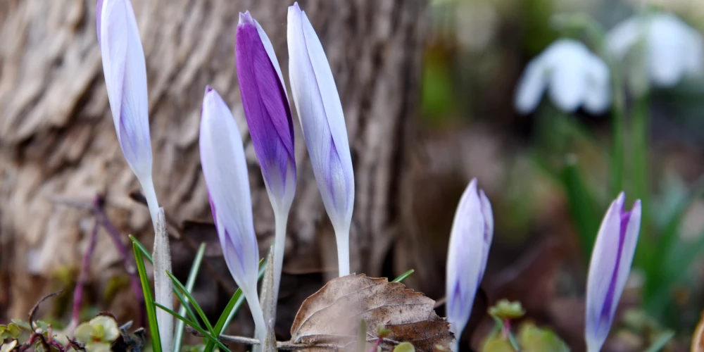 Latvijā var tikt pārspēts 9. marta rekords.