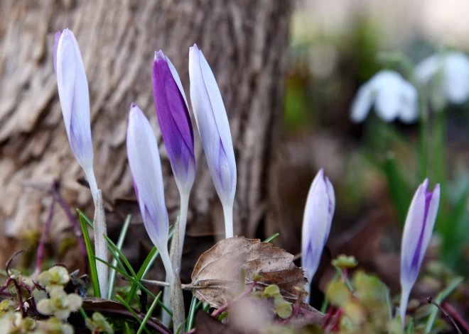 Latvijā var tikt pārspēts 9. marta rekords: pirmdien gaisa temperatūra sasniegs līdz +15 grādus