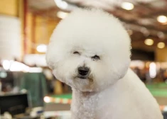 “PetExpo 2026” Ķīpsalā pulcēs vairāk nekā 3000 suņu un simtiem kaķu