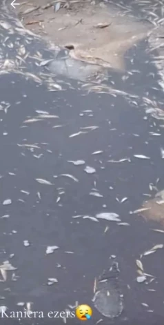 Рыба задохнулась.