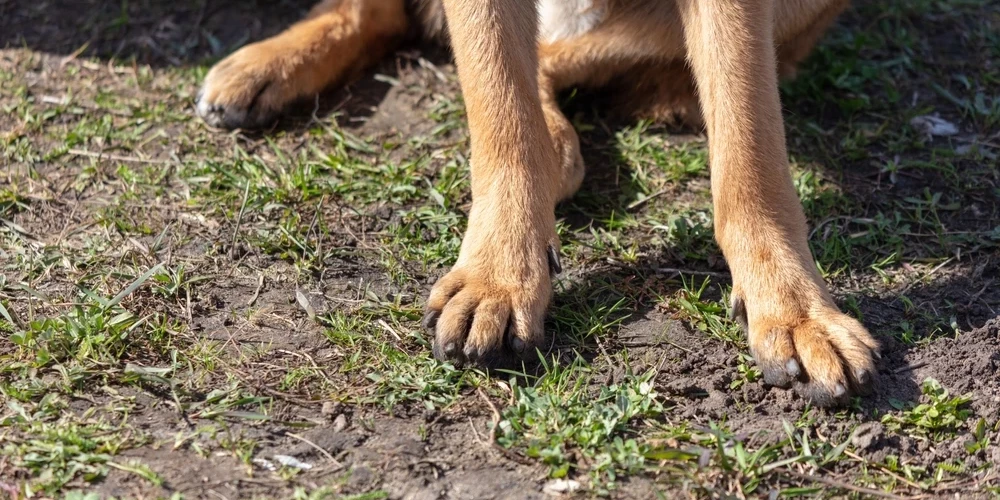 Suns stundām bijis piesiets pie koka bez ūdens un ēdiena.