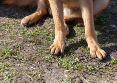 “Atgriezīšos, kā sanāks” — Liepājā saimniece vairākas stundas atstāj suni piesietu pie koka