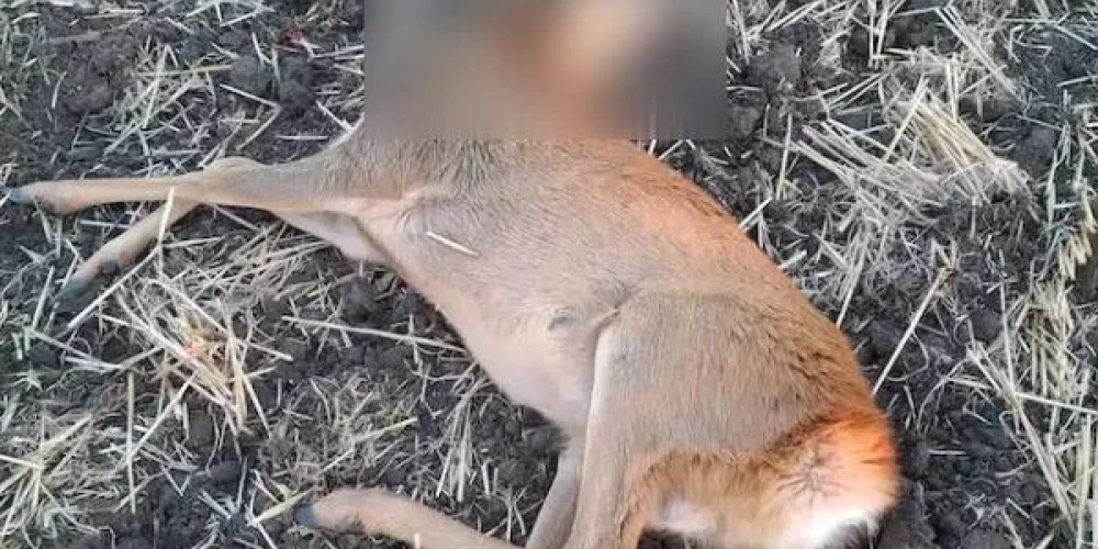 Ungārijā nomedīta stirna ar piecām kājām.