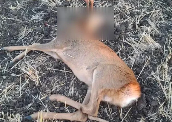 Ungārijā nomedīts ļoti neparasts stirnu buks, kuram ir reta anomālija