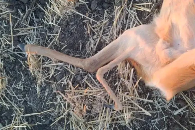 Papildu ekstremitāte auga augšstilba iekšējā pusē un bija pilnībā izveidojusies – tā pat beidzās ar nagu.