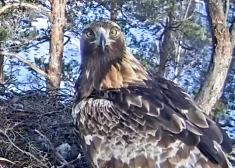 LVM tiešraides ligzdā atgriezušies klinšu ērgļi - Spilvei pievienojies līdz šim neredzēts tēviņš. VIDEO