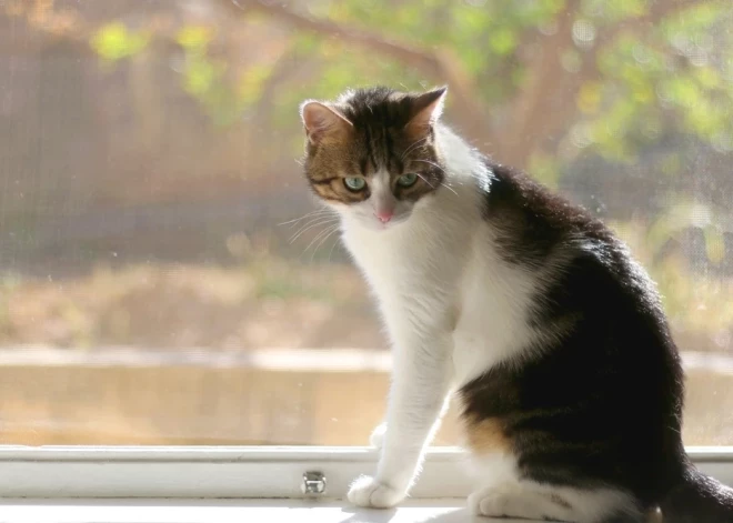 Sasniegts jauns 9. marta nacionālais siltuma rekords 