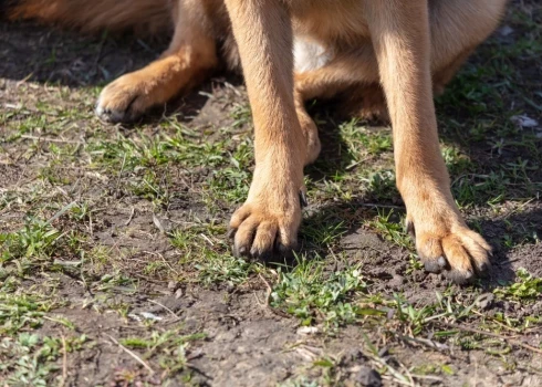 Иллюстративное фото.