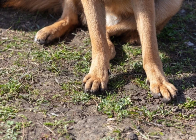 "Ушла по делам": в Лиепае хозяйка бросила привязанную к дереву собаку на несколько часов