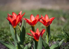 Gribi tulpes jau pavasara sākumā? Izvēlies šīs šķirnes