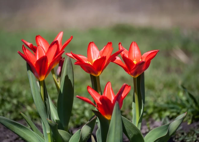 Gribi tulpes jau pavasara sākumā? Izvēlies šīs šķirnes