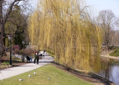 9 марта в Латвии стало самым теплым за всю историю наблюдений; за неделю были побиты 32 рекорда тепла