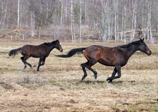 В Кемерском национальном парке обнаружены десятки трупов животных
