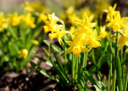 Latvijā, visu dienu spīdot saulei, gaidāms siltākais laiks kopš rudens.