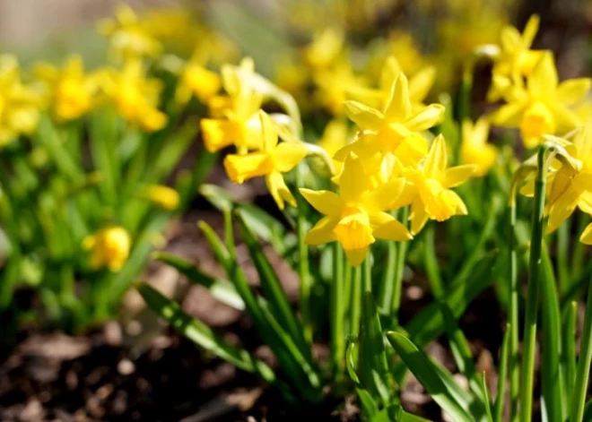 Gaidāma siltākā diena kopš rudens. Laikapstākļu prognoze otrdienai