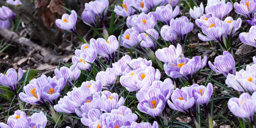 Rekordsiltums martā: eksperti skaidro, cik neparasta ir šī situācija.