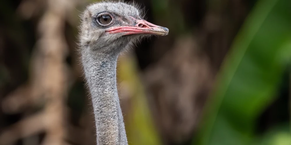Polijā vīrietim piespriež septiņus gadus cietumā par strausa piekaušanu līdz nāvei. 