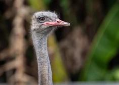 Polijā vīrietim piespriež septiņus gadus cietumā par strausa piekaušanu līdz nāvei