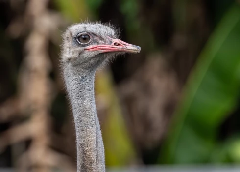 Polijā vīrietim piespriež septiņus gadus cietumā par strausa piekaušanu līdz nāvei. 