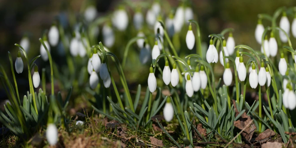 Trešdien dažviet gaidāms īslaicīgs lietus.